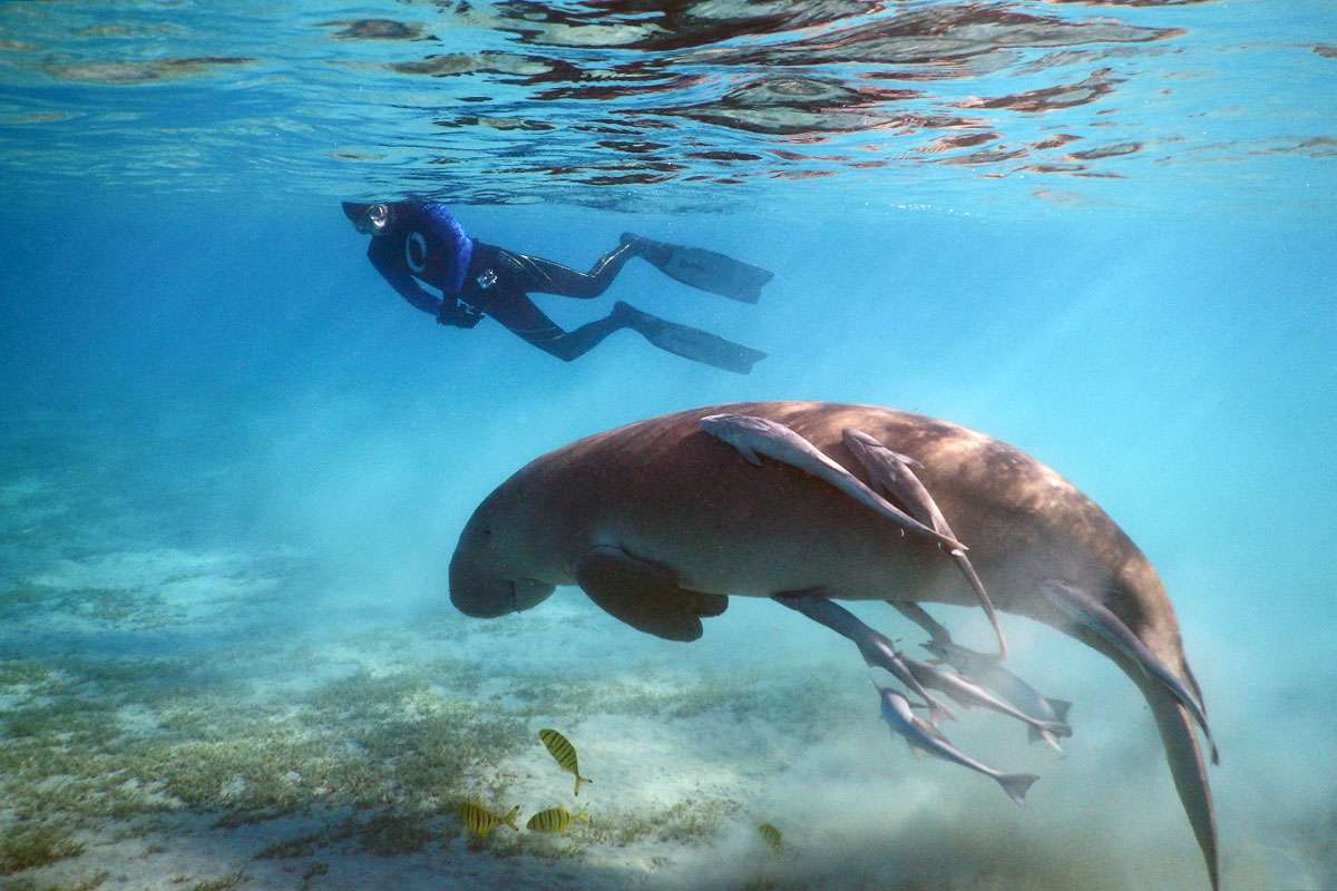 Marsa Mubarak ( Żółwie i krowa morska )