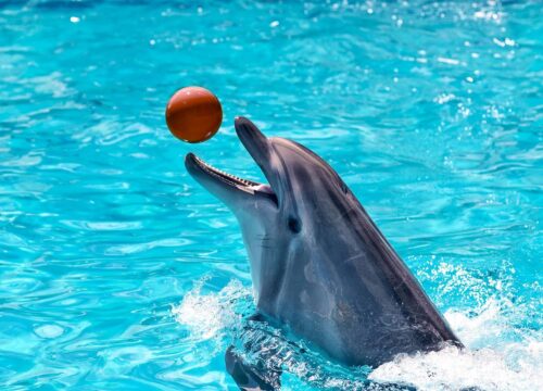 Pokaz delfinów w Hurghadzie