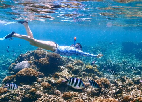 Rejsy po Morzu Czerwonym – delfiny, rafy i przygoda