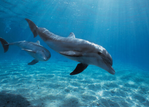 Snorkeling z delfinami Hurghada: porady, bezpieczeństwo i odbiór z hotelu