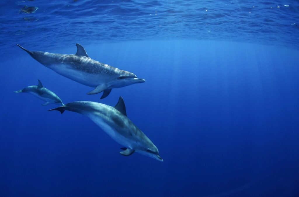 Dolphin Family 1536x1012 1