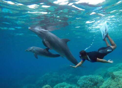 Dom Delfinów (Dolphin House) w Hurghadzie – Kompletny Przewodnik dla Podróżnych i Fotografów Podwodnych