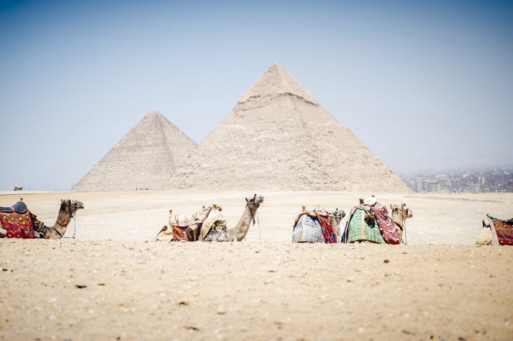 Magia Gizy – piramidy i Sfinks krok po kroku 2 colorfully saddled camels waiting for tourist ride 2025 02 11 19 35 20 utc K052Yu