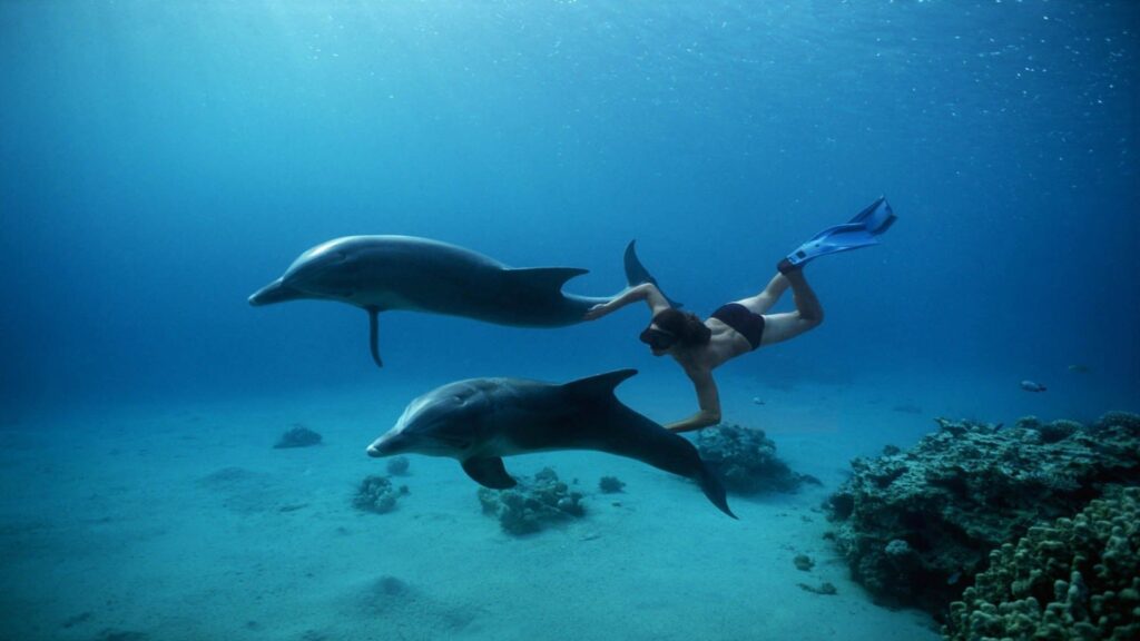 Snorkeling z delfinami Hurghada: porady, bezpieczeństwo i odbiór z hotelu 2 e98448704fc5c702252c44c80a3ea20f