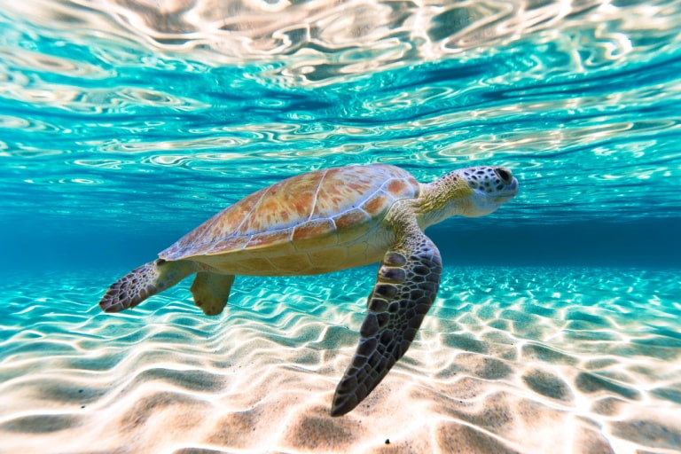 sea turtle 2024 05 22 1116