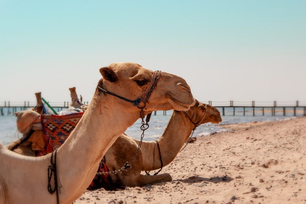 Bezpieczeństwo w turystyce – jak podróżować świadomie i bez stresu? 2 camel 4029704 1280