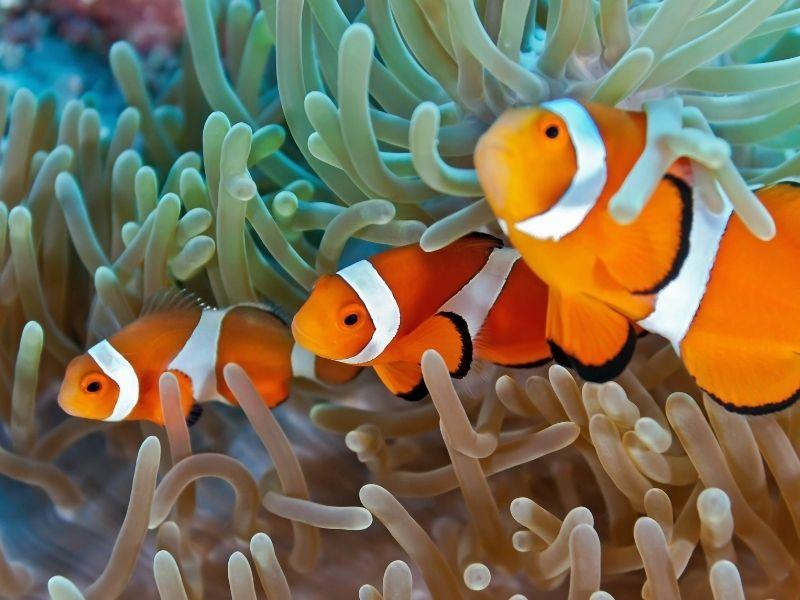 Najbardziej niezwykłe zwierzęta Morza – przewodnik po fascynującym podwodnym świecie 6 Clownfish