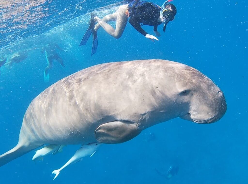 Snorkeling w Morzu Czerwonym – gdzie zobaczyć najpiękniejsze rafy? 8 Marsa Mubarak Bay 6 7 11zon 1024x759 1