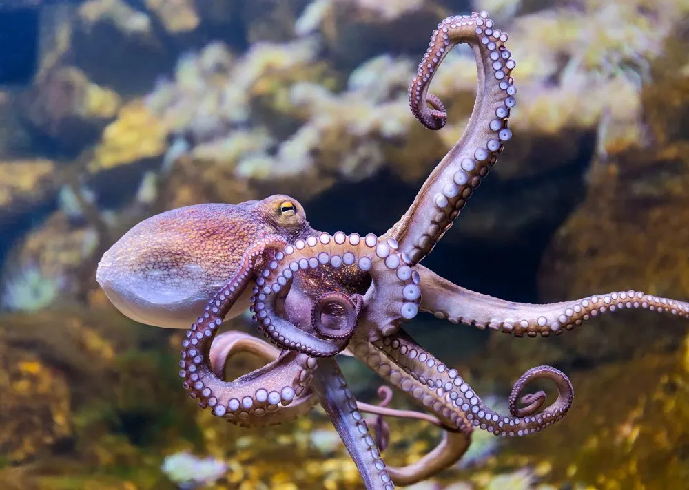 Najbardziej niezwykłe zwierzęta Morza – przewodnik po fascynującym podwodnym świecie 10 common octopus3
