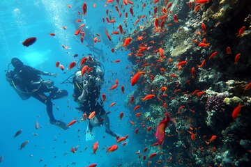 Kompletny przewodnik po wycieczkach fakultatywnych z Hurghady 8 diving red sea egypt tropical reef 568886 1606