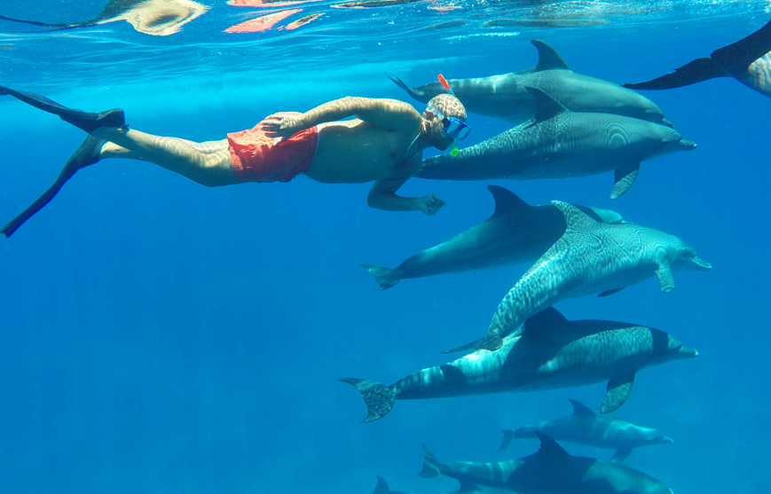 Najlepsze wycieczki fakultatywne w Egipcie – kompletny przewodnik dla Polaków 6 dolphin h5