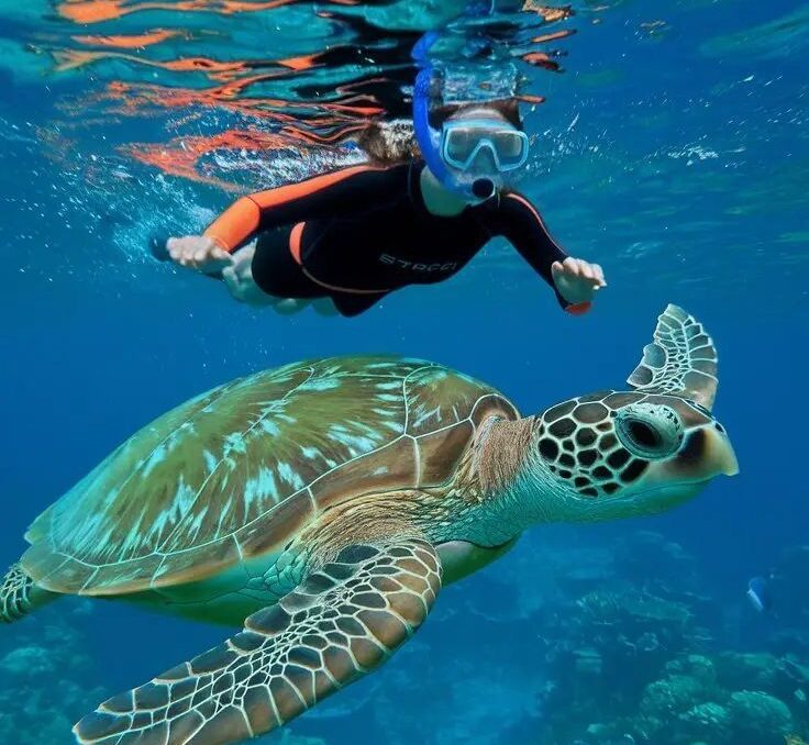 Najbardziej niezwykłe zwierzęta Morza – przewodnik po fascynującym podwodnym świecie 3 red sea Snorkeling e1777319973978