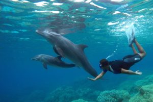 Dolphin-House-Trip-8-1024x917