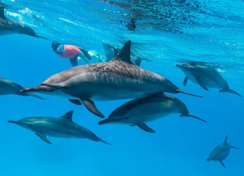 Pływanie z delfinami (SATAYA)