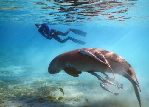 Marsa Mubarak ( Żółwie i krowa morska )