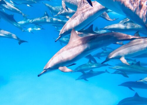 Dom Delfinów ( Samadai )