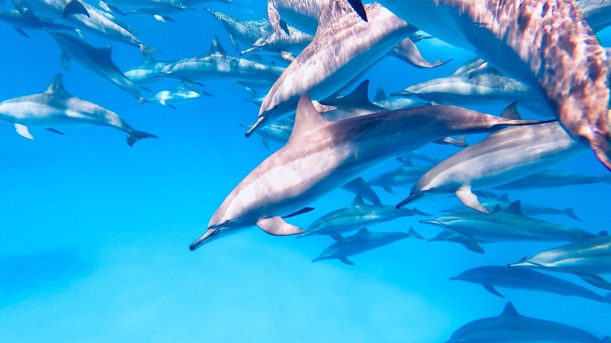 Dom Delfinów ( Samadai )