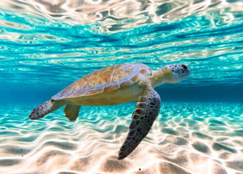 Nurkowanie z żółwiami – niezwykłe spotkania pod wodą