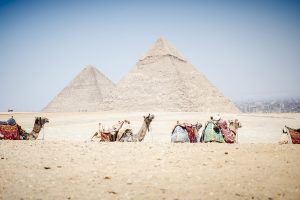 The colorfully saddled camels waiting for tourist riders in front of the Pyramids of Giza, Al Jizah, Egypt