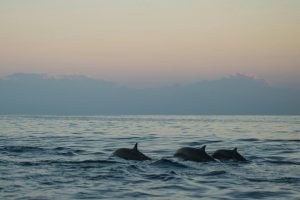 pexels-sliceisop-2280613